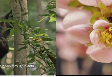 World Wildlife Day 2026: Spotlighting Medicinal and Aromatic Plants