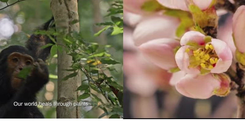 World Wildlife Day 2026: Spotlighting Medicinal and Aromatic Plants