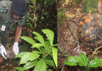 Cross River National Park Returns Rescued Giant Pangolin to Natural Habitat Cross River National Park Returns Rescued Giant Pangolin to Natural Habitat
